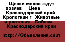 Щенки мопса ждут хозяев. › Цена ­ 9 000 - Краснодарский край, Кропоткин г. Животные и растения » Собаки   . Краснодарский край